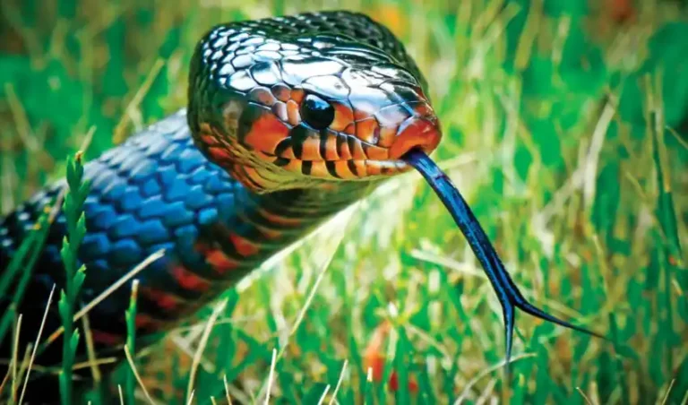 9 Tips for Keeping Indigo Snakes as Pets snake