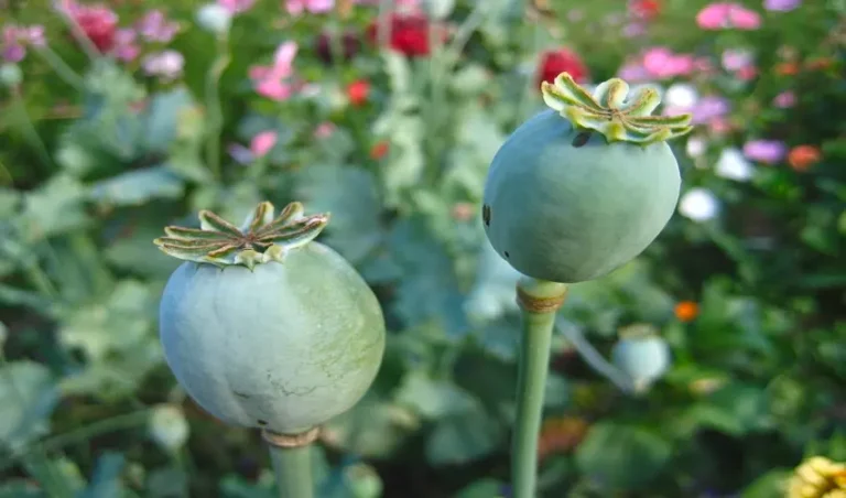 Exploring the Symbolism of Poppy Pods Throughout History poppy